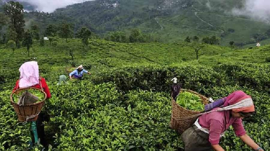 दार्जिलिंग में भारी बारिश और भूस्खलन से चाय उद्योग को झटका