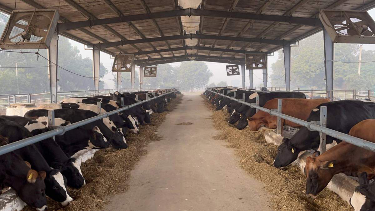कांच की बोतल या पैकट में आने वाला दूध कैसे होता है पैक और पाश्चराइज्ड