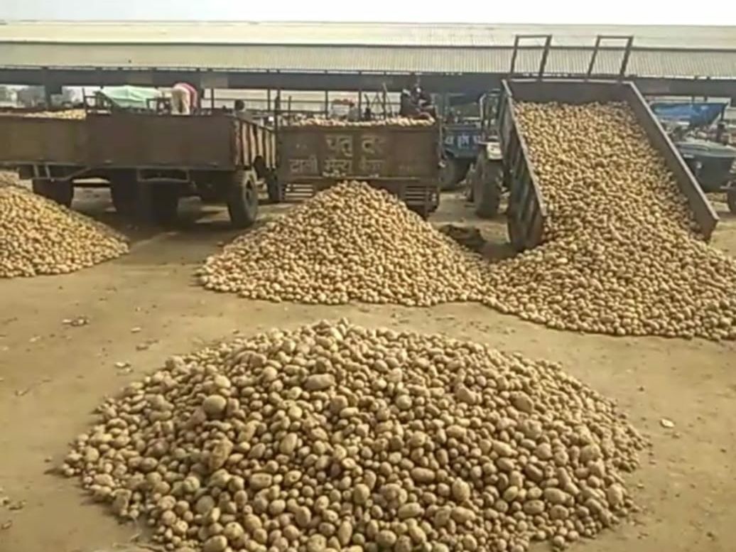 आलू की कीमतों में भारी गिरावट से इस क्षेत्र को ₹10,000 करोड़ का नुकसान हो सकता है: बंगाल कोल्ड स्टोरेज एसोसिएशन