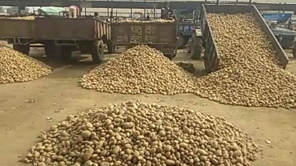 आलू की कीमतों में भारी गिरावट से इस क्षेत्र को ₹10,000 करोड़ का नुकसान हो सकता है: बंगाल कोल्ड स्टोरेज एसोसिएशन