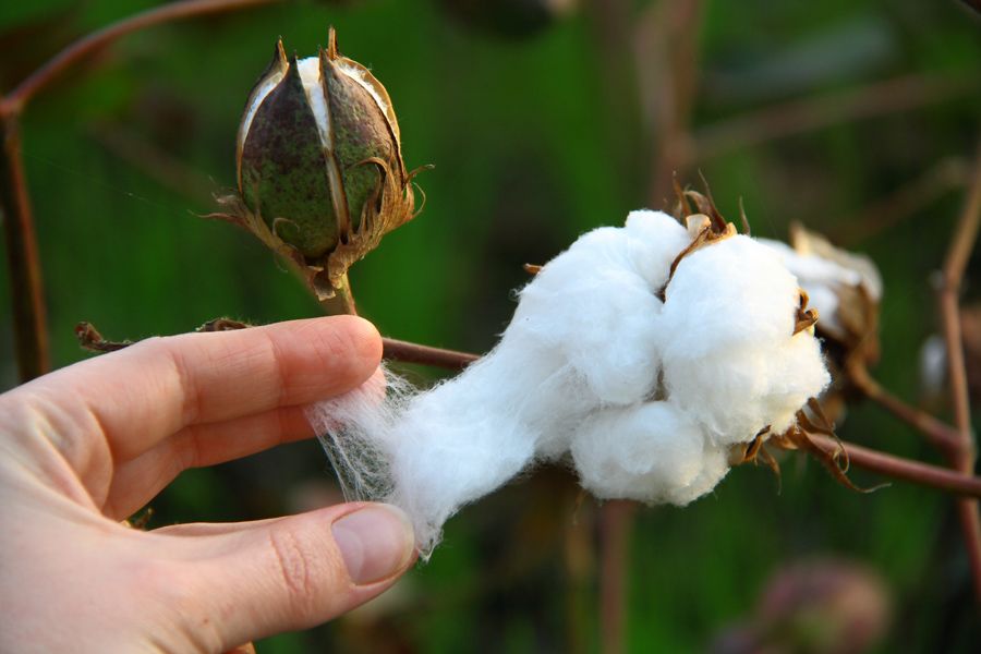 पंजाब सरकार BT Cotton हाइब्रिड बीजों पर 33% सब्सिडी देगी, राज्य में रकबा बढ़ाकर 1.25 लाख हेक्टेयर करने का लक्ष्य