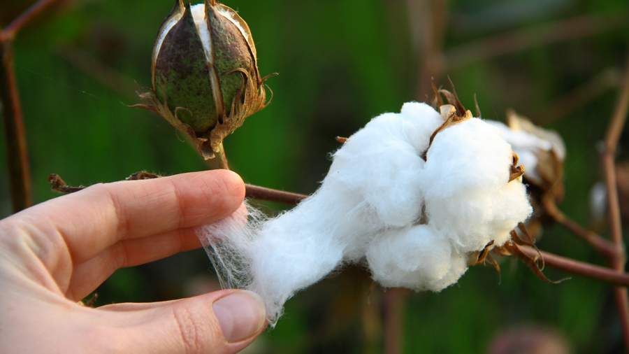 पंजाब सरकार BT Cotton हाइब्रिड बीजों पर 33% सब्सिडी देगी, राज्य में रकबा बढ़ाकर 1.25 लाख हेक्टेयर करने का लक्ष्य