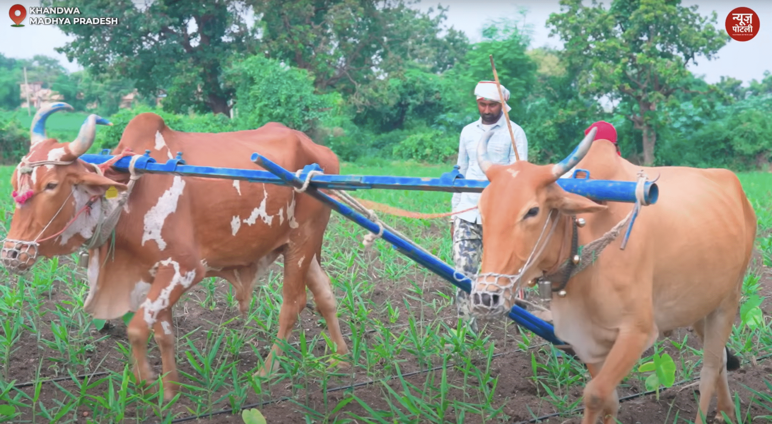 खेती से कमाई की नई मिसाल, खंडवा के किसान रविंद्र यादव की कहानी