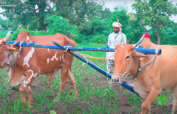 खेती से कमाई की नई मिसाल, खंडवा के किसान रविंद्र यादव की कहानी