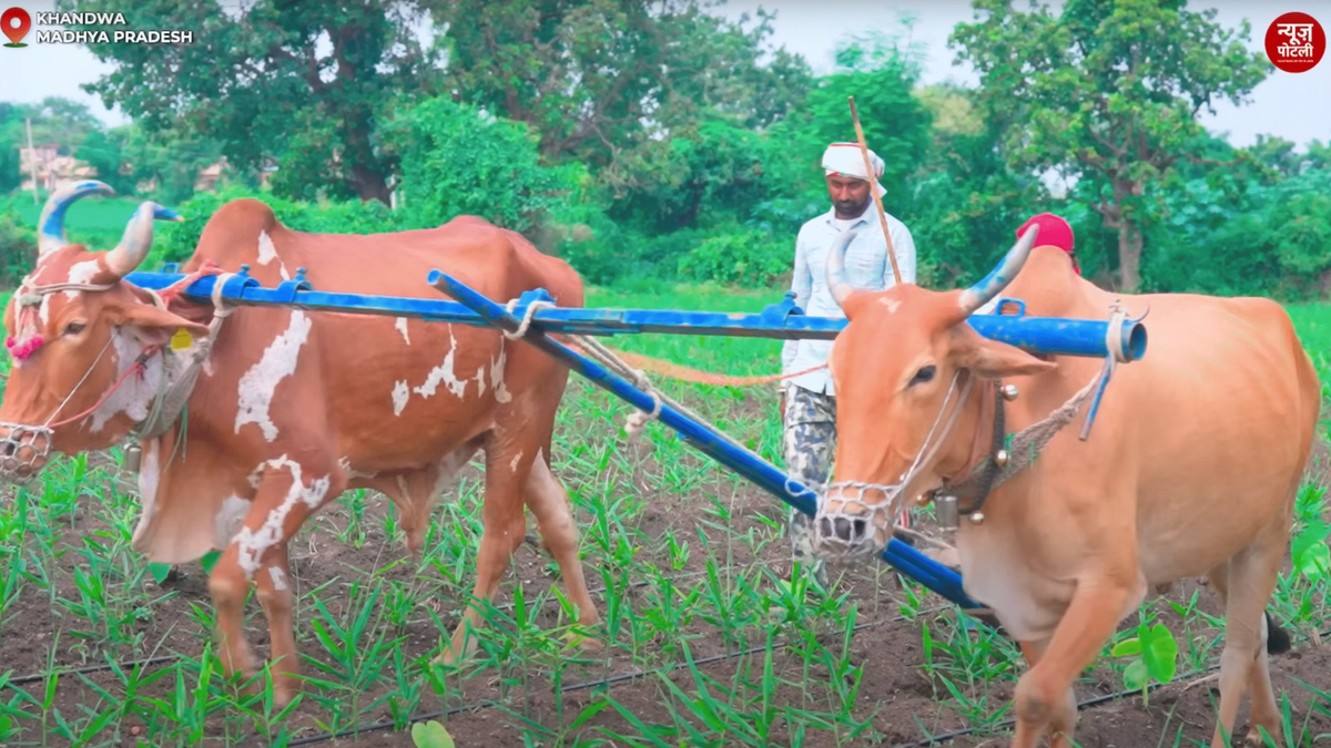 खेती से कमाई की नई मिसाल, खंडवा के किसान रविंद्र यादव की कहानी