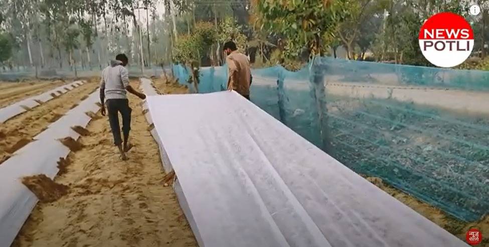 फसल के अनुसार करें मल्चिंग सीट की मोटाई और रंग का चयन