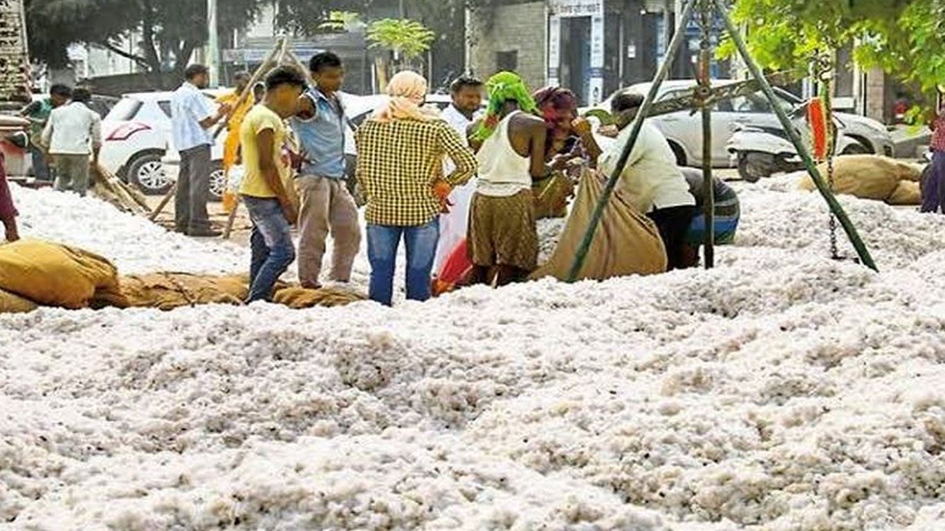 550 केंद्रों से होगी कपास की खरीद, राज्यों को निर्देश जारी