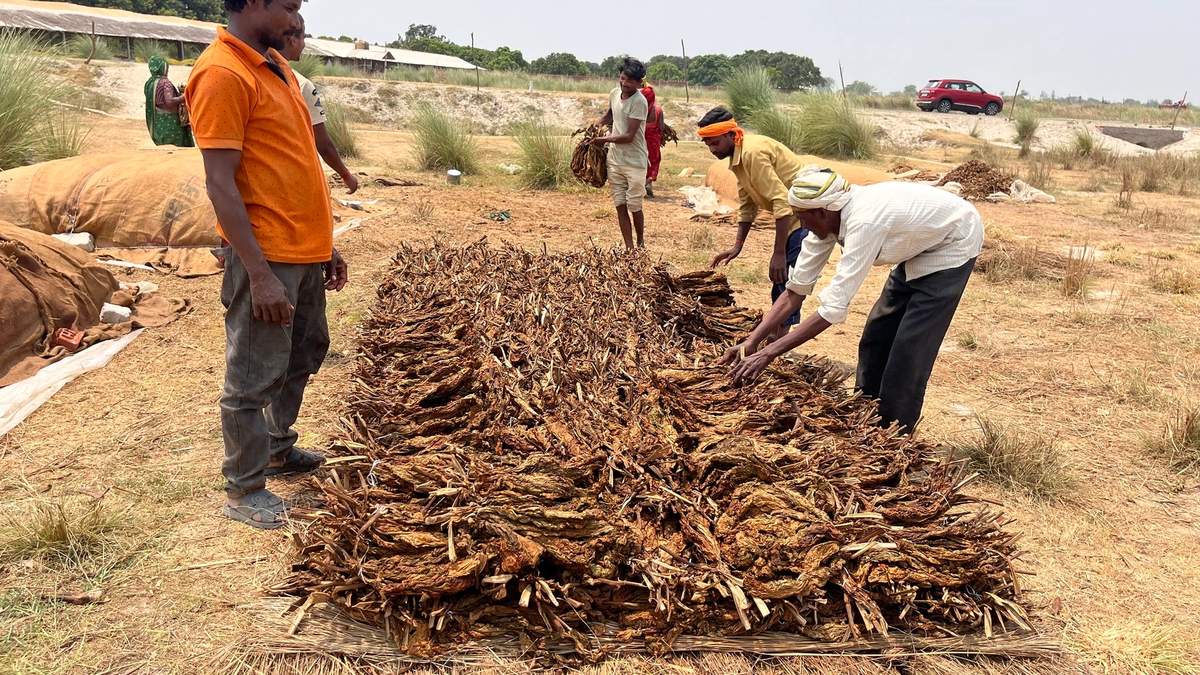 तंबाकू किसानों को बड़ी राहत, कच्चे तंबाकू पर 18% उत्पाद शुल्क हटाया गया