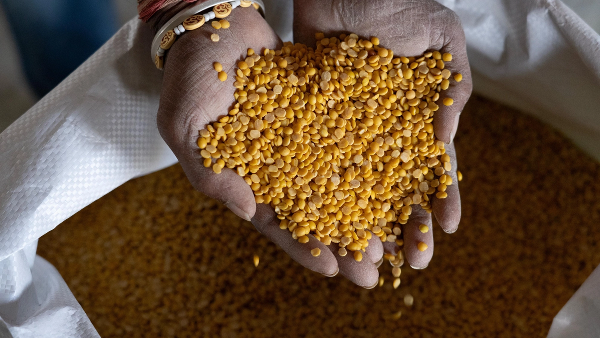 कर्नाटक की मशहूर गुलबर्गा तुअर दाल