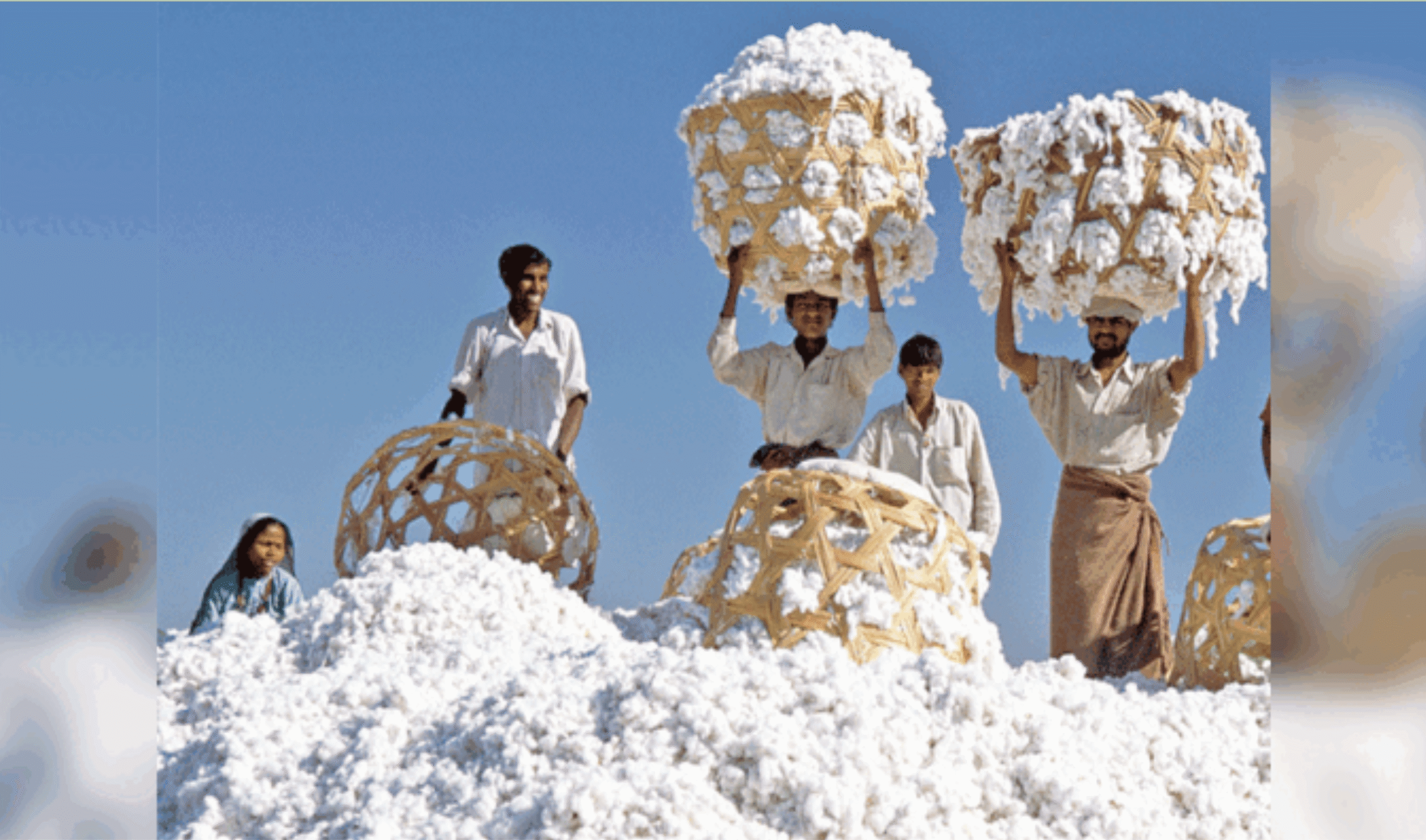 अब कपास बेचना हुआ आसान, डिजिटल ऐप से किसानों को मिलेगा सीधा फायदा