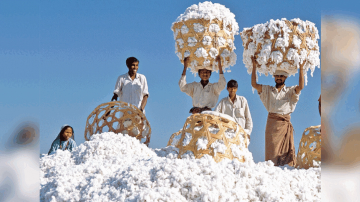 अब कपास बेचना हुआ आसान, डिजिटल ऐप से किसानों को मिलेगा सीधा फायदा