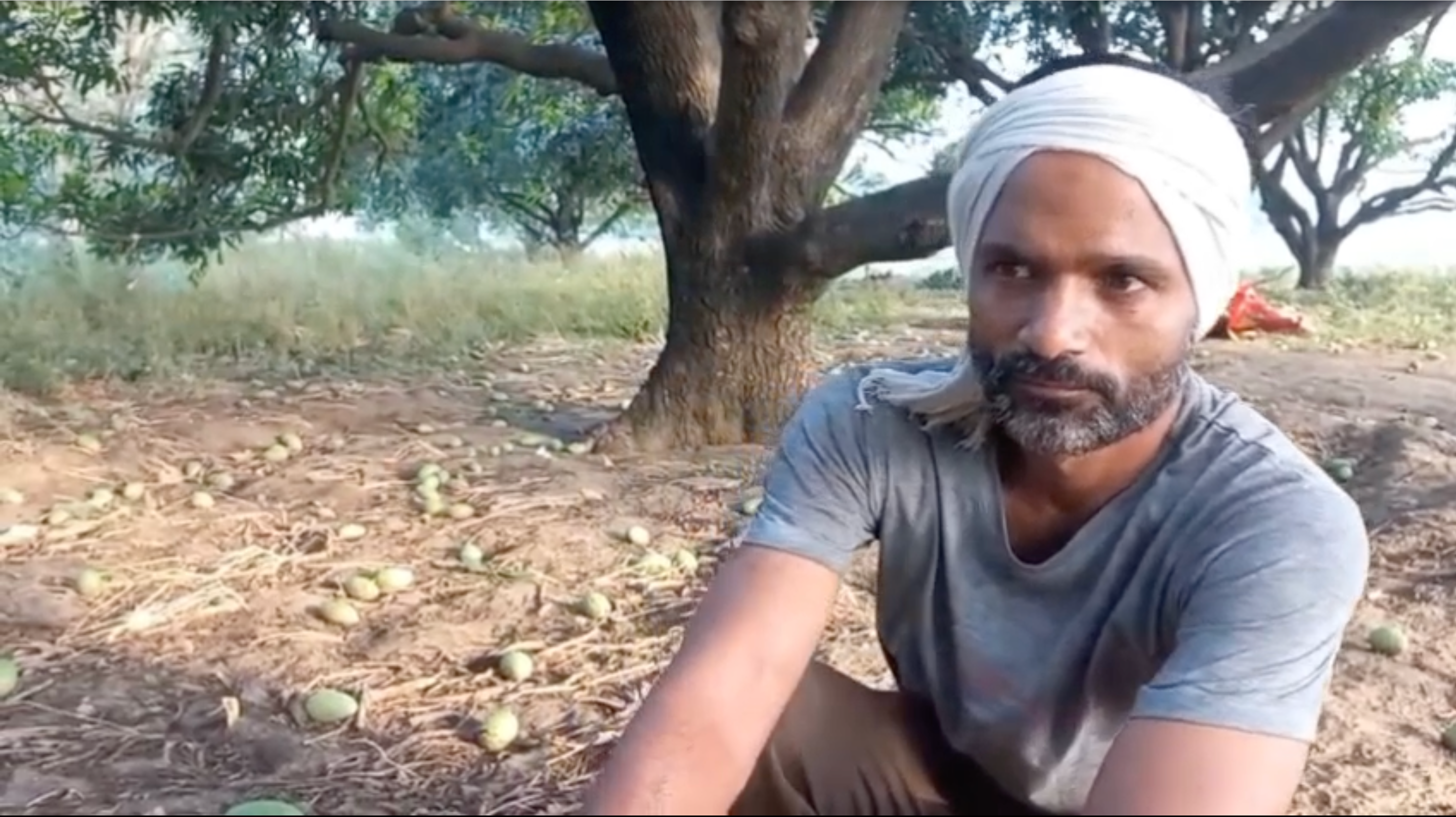 तूफान के बाद आम की फसल को भारी नुकसान, यूपी में आंधी बारिश से चौतरफा तबाही