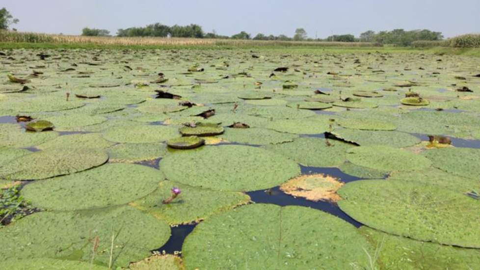 अब यूपी के किसान भी करेंगे मखाने की खेती, खर्च का आधा पैसा देगी राज्य सरकार