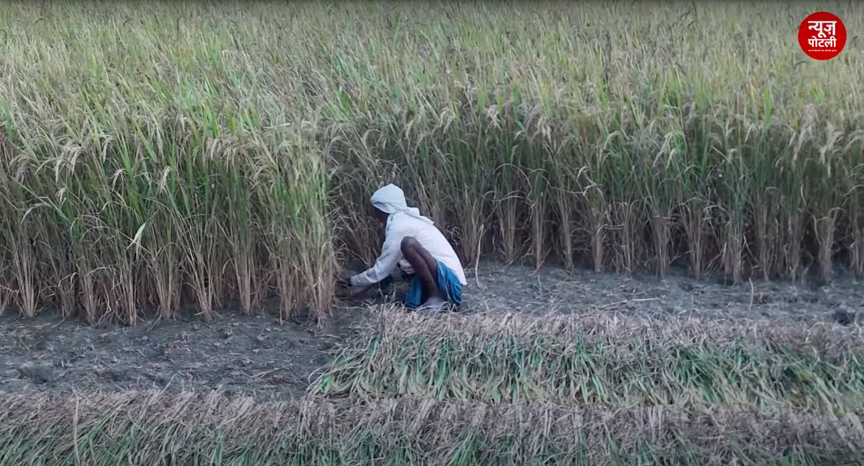 अभी भी खरीफ फसलों का बीमा करा सकते हैं यूपी के किसान, सरकार ने 30 अगस्त तक बढ़ाई तारीख