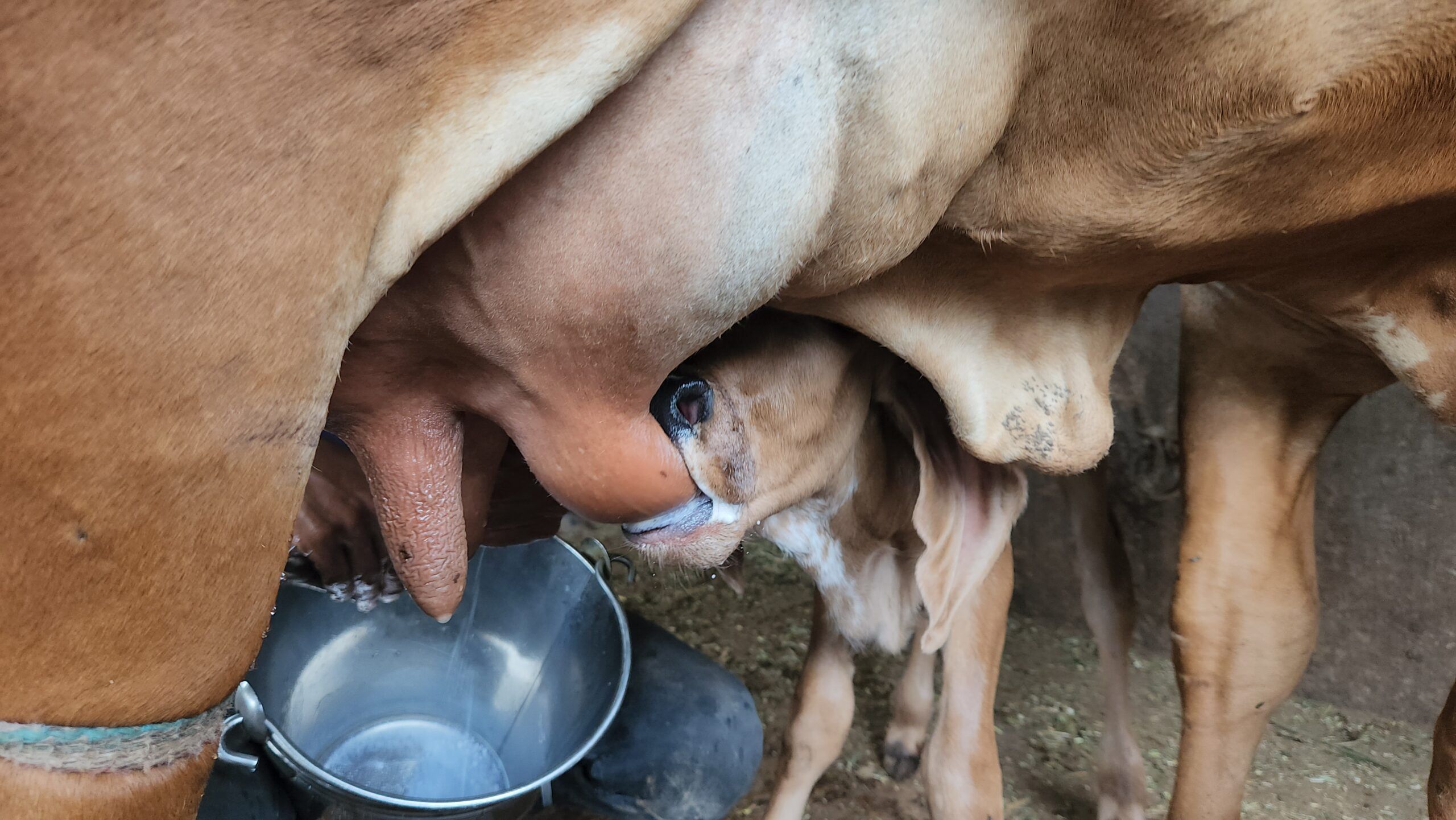 World Milk Day: दूध उत्‍पादन में नंबर 1 कैसे बना भारत? आंकड़ों से समझ‍िए तरक्‍की की कहानी