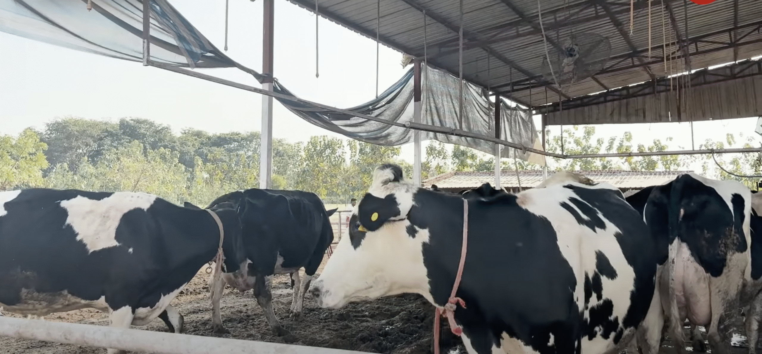 देसी गायों की डेयरी खोलें, सरकार से पाएं 11.80 लाख रुपये की सब्सिडी, जानें पात्रता
