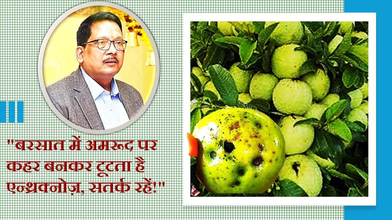 बरसात में अमरूद पर कहर बनकर टूटता है एन्थ्रक्नोज़, लक्षण और प्रबंधन जानिये