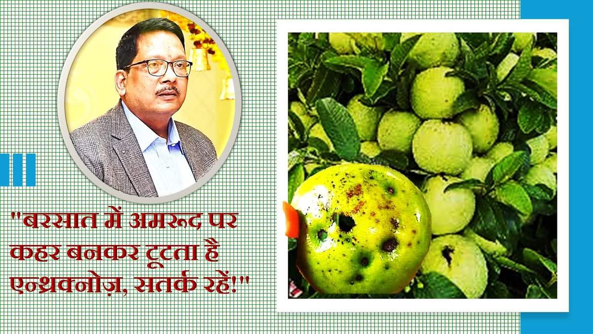बरसात में अमरूद पर कहर बनकर टूटता है एन्थ्रक्नोज़, लक्षण और प्रबंधन जानिये