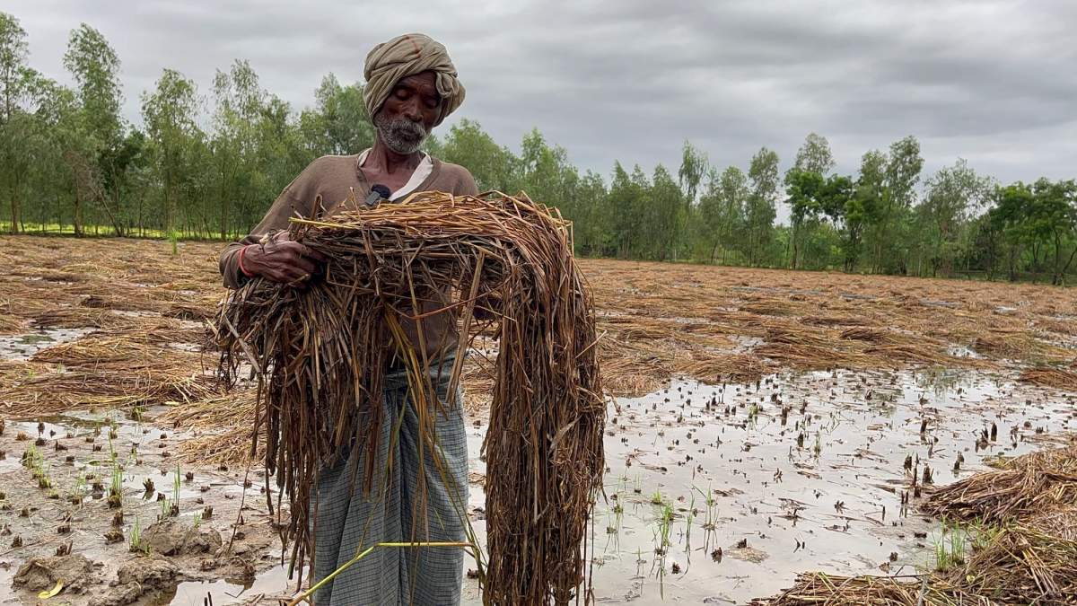 आम बजट 2024-25 से कृषि क्षेत्र में कितना खर्च करेगी सरकार?