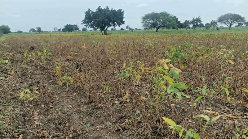 महाराष्ट्र की 265 तहसीलों में सूखा, किसानों ने मांगी कर्जमाफी और मुआवजा