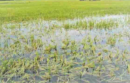 केरल में किसानों के लिए राहत, अक्टूबर तक मिलेगा फसल नुकसान का पैसा