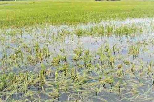 केरल में किसानों के लिए राहत, अक्टूबर तक मिलेगा फसल नुकसान का पैसा