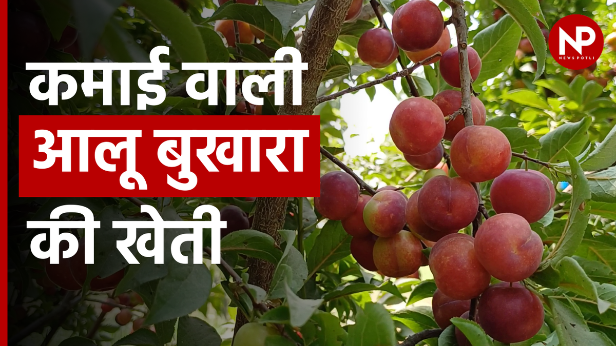 आलूबुखारा की इन किस्मों से दोगुनी होगी किसानों की आय, ऐसे करें खेती