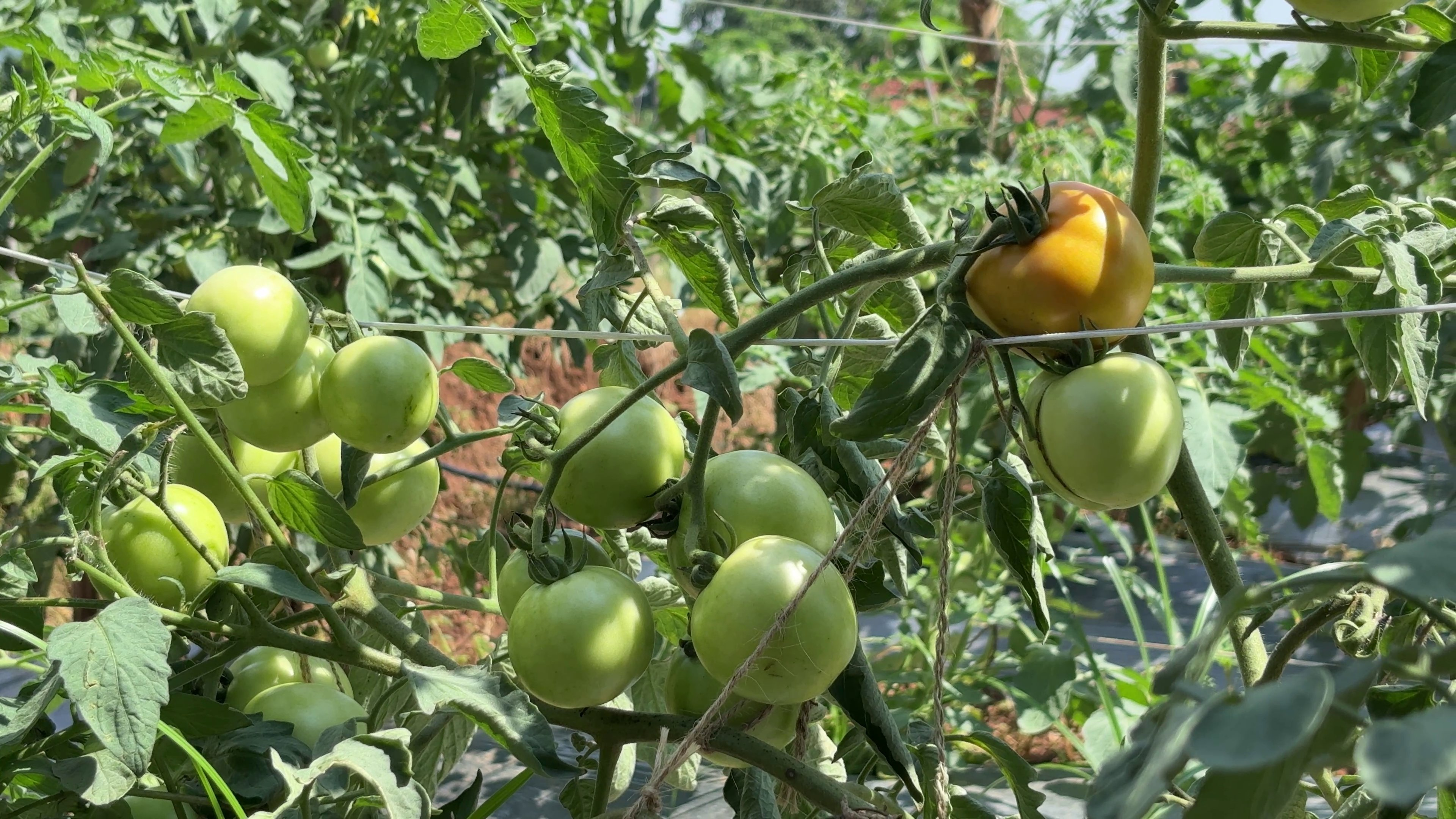 Grafted Tomato Farming