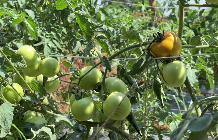 Grafted Tomato Farming