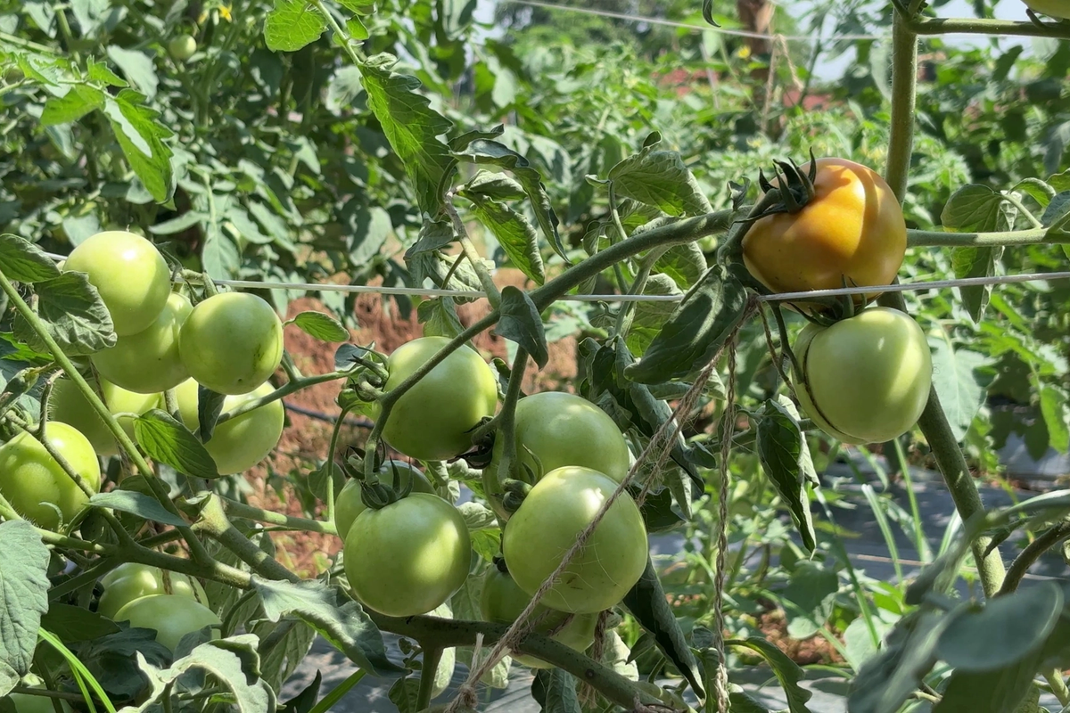 Grafted Tomato Farming