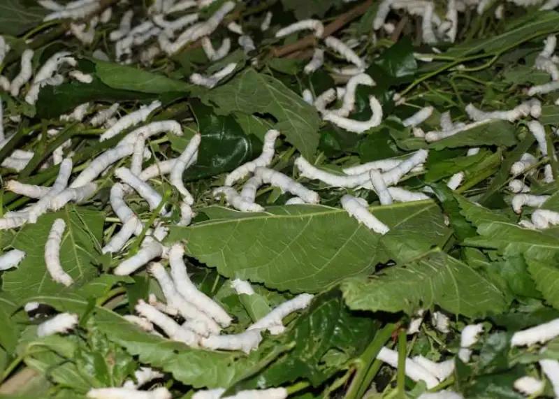 अब महाराष्ट्र में होगी Silkworm की खेती, अगले पांच साल में 10 हजार किसानों को इससे जोड़ने का लक्ष्य