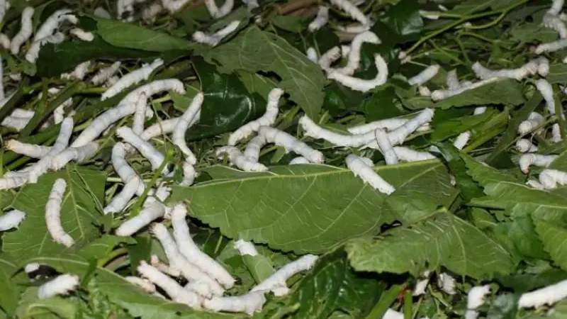 अब महाराष्ट्र में होगी Silkworm की खेती, अगले पांच साल में 10 हजार किसानों को इससे जोड़ने का लक्ष्य