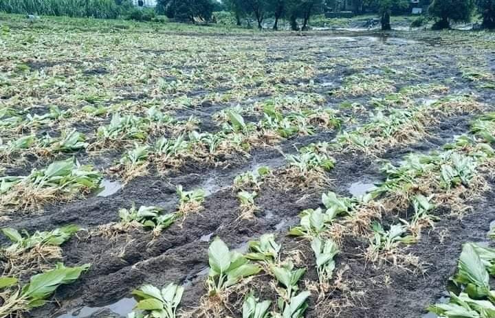 बर्बाद फसलों से लेकर जान तक का खतरा, महाराष्ट्र में बारिश ने मचाई तबाही