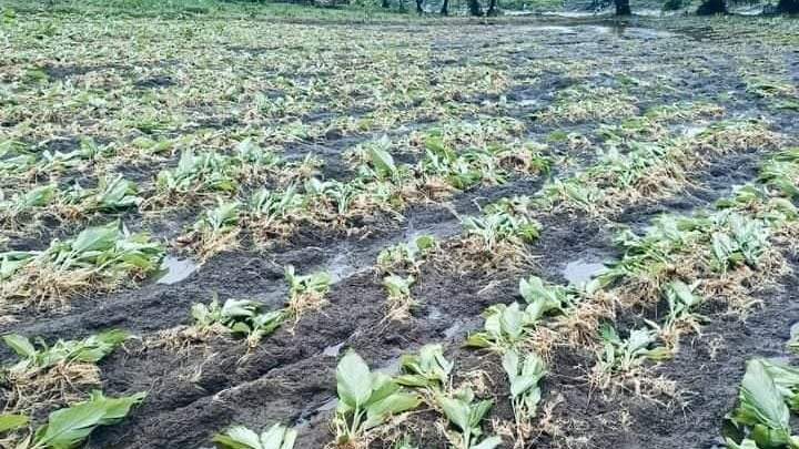 बर्बाद फसलों से लेकर जान तक का खतरा, महाराष्ट्र में बारिश ने मचाई तबाही
