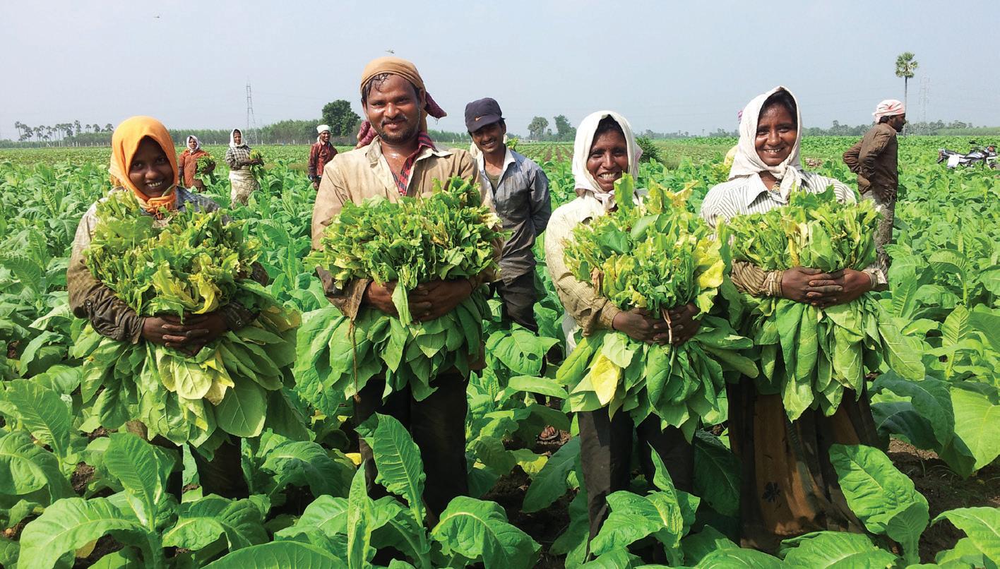 WHO सम्मेलन से बाहर किए गए भारत के तंबाकू किसान, FAIFA ने जताई नाराजगी