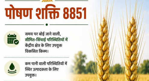 पूसा बायोफोर्टिफाइड गेहूं पोषण शक्ति 8851