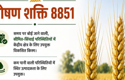 पूसा बायोफोर्टिफाइड गेहूं पोषण शक्ति 8851