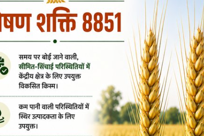 पूसा बायोफोर्टिफाइड गेहूं पोषण शक्ति 8851