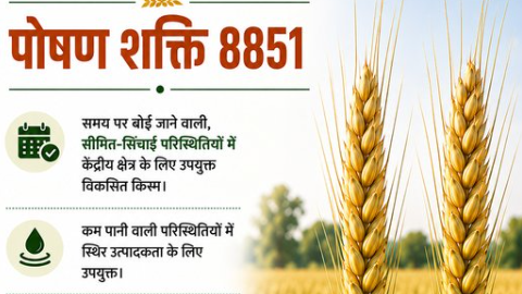 पूसा बायोफोर्टिफाइड गेहूं पोषण शक्ति 8851