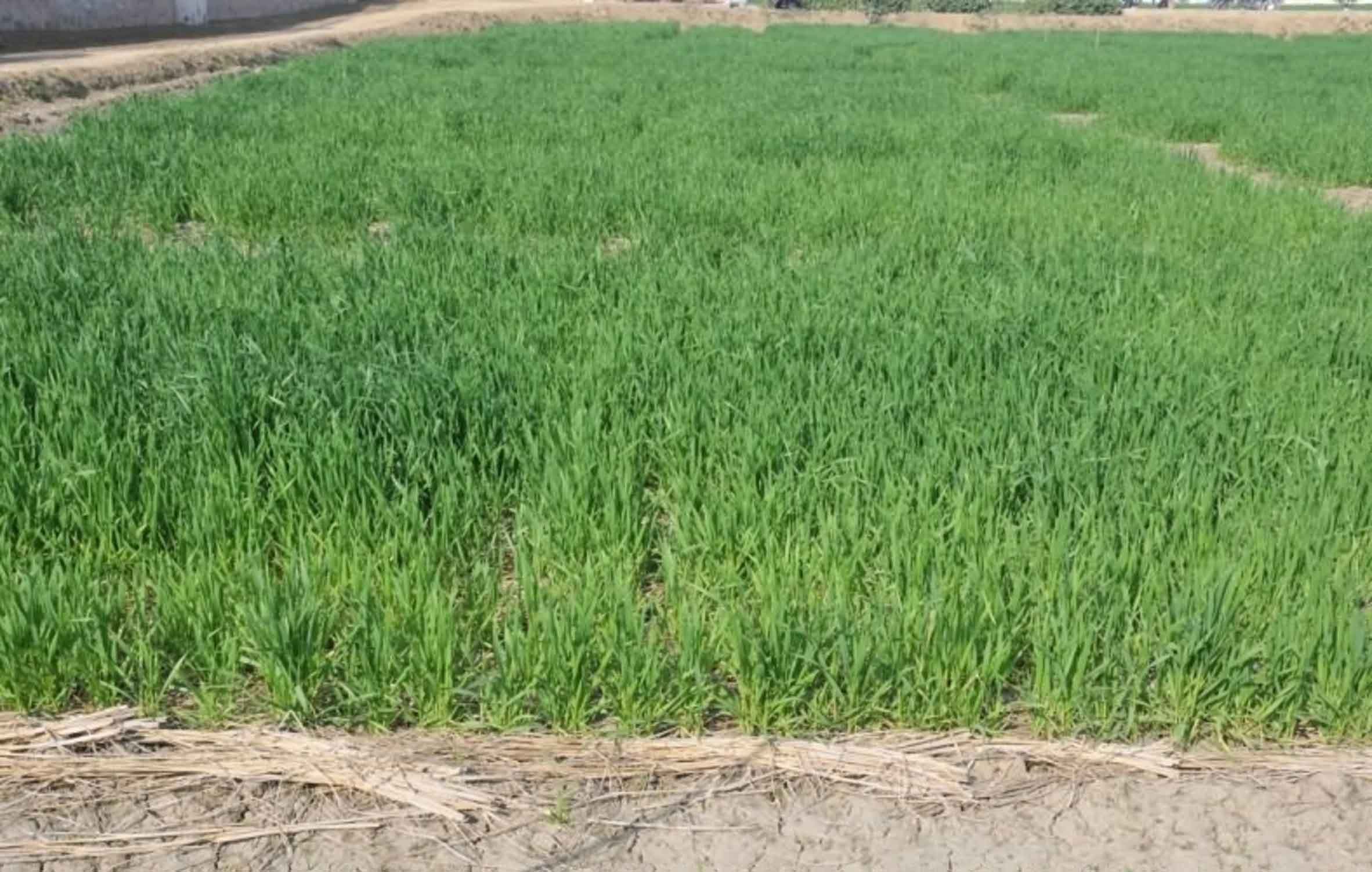 गेहूं में पहली सिंचाई और खाद देने का सही समय, कई फसलों के लिए पूसा की नई फसल सलाह