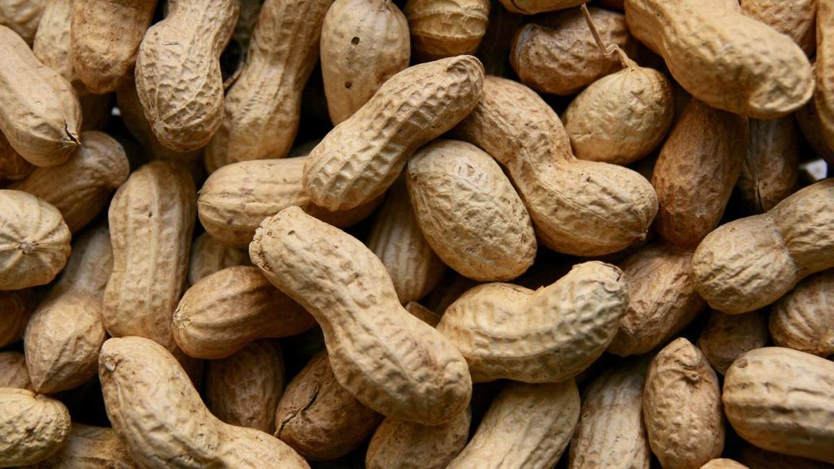 मूंगफली के बम्पर उत्पादन से कीमतों में आई गिरावट