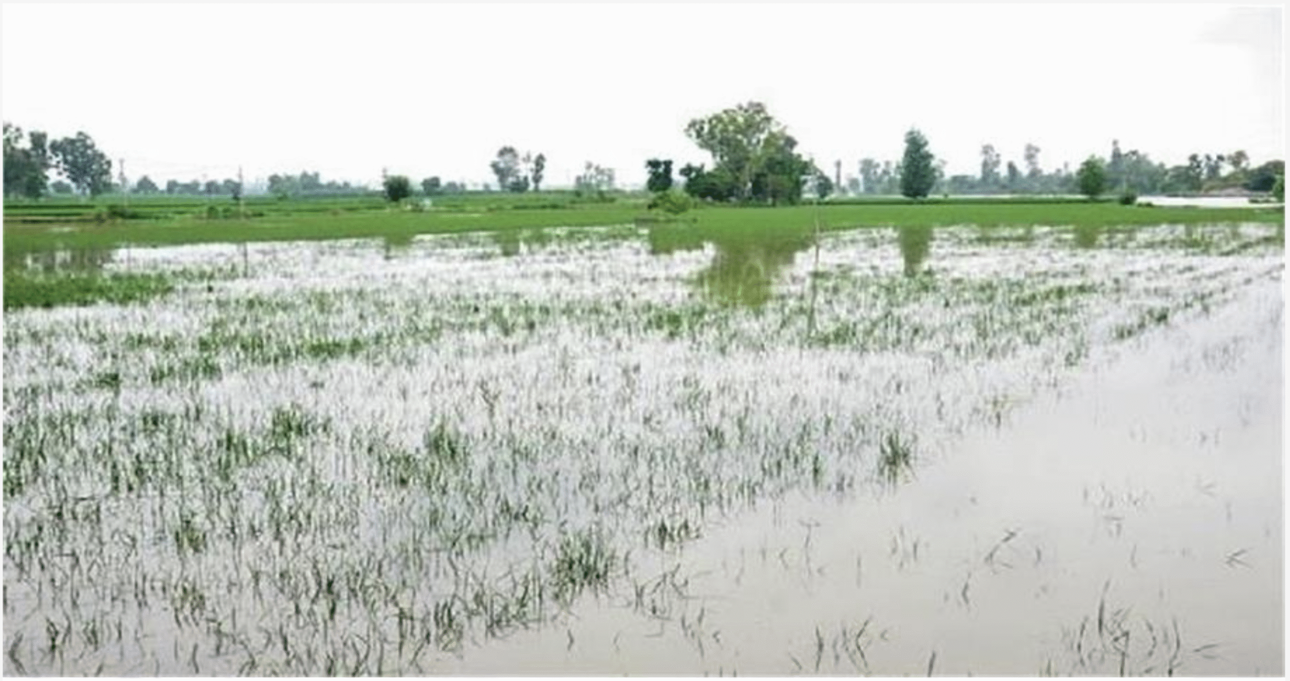 धान से लेकर कपास तक… फसलों को नुकसान से बचाने के उपाय