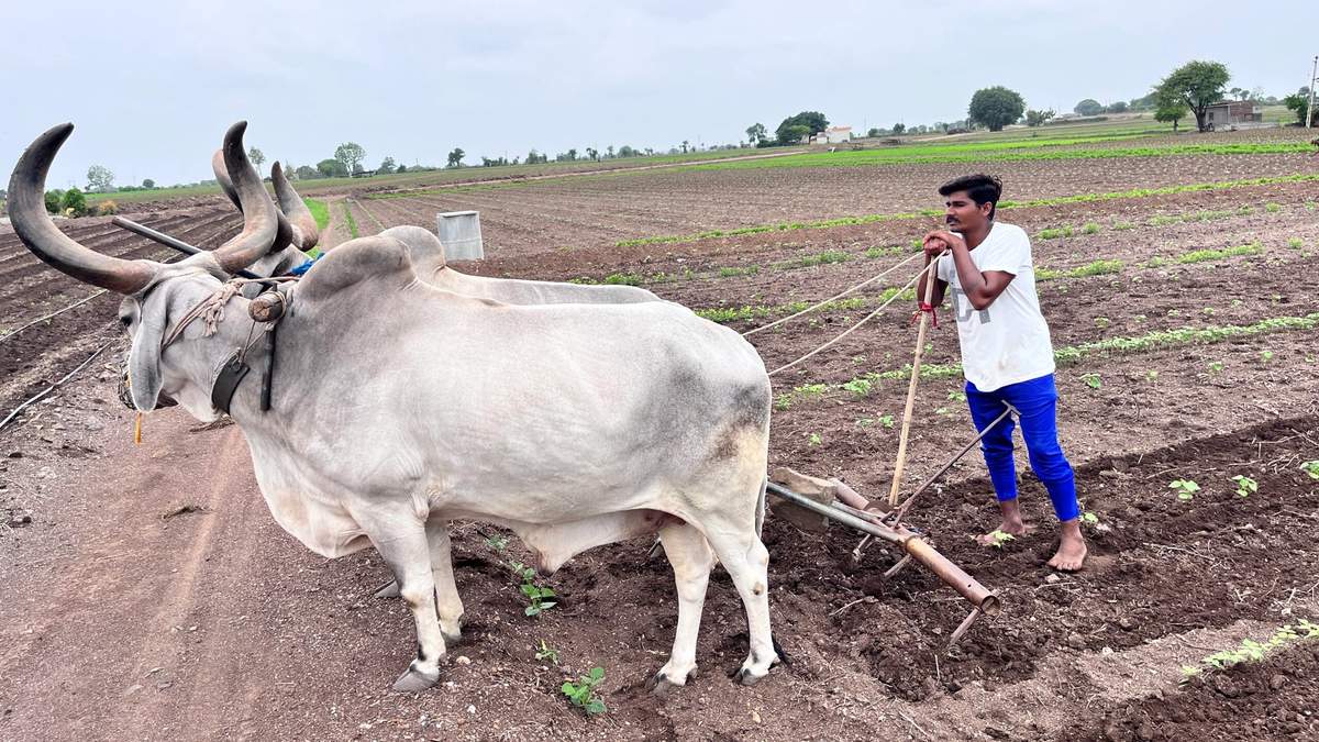 इकोनॉमिक सर्वे 2023-24: क्या कृषि-क्षेत्र, हमारा उद्धारक बन सकता है?
