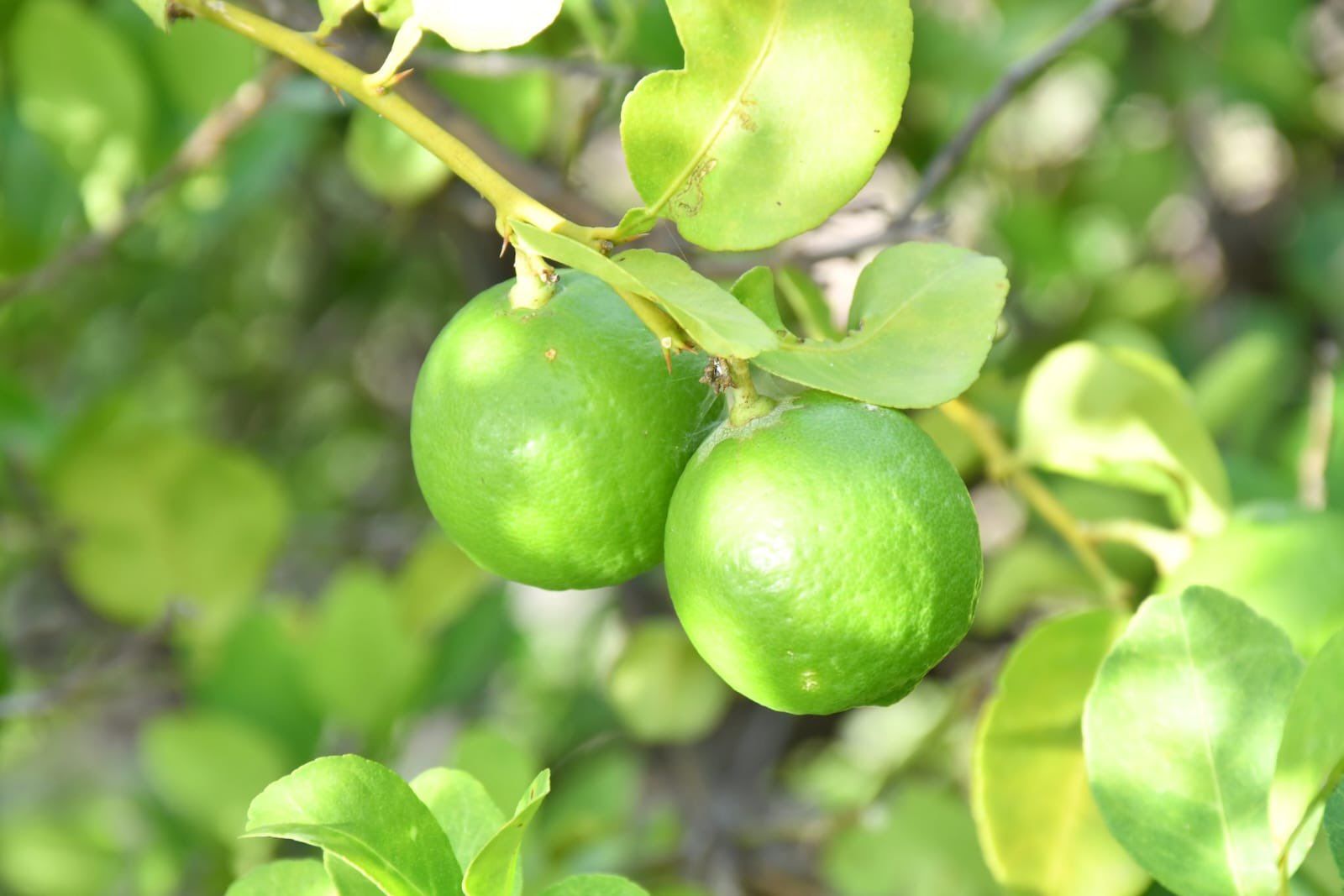 कर्नाटक से UAE तक पहुँचा Indi Lime का पहला निर्यात