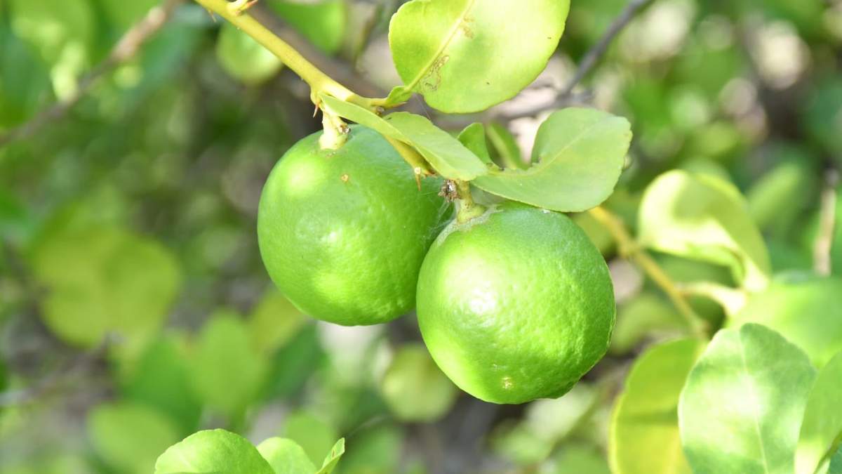 कर्नाटक से UAE तक पहुँचा Indi Lime का पहला निर्यात