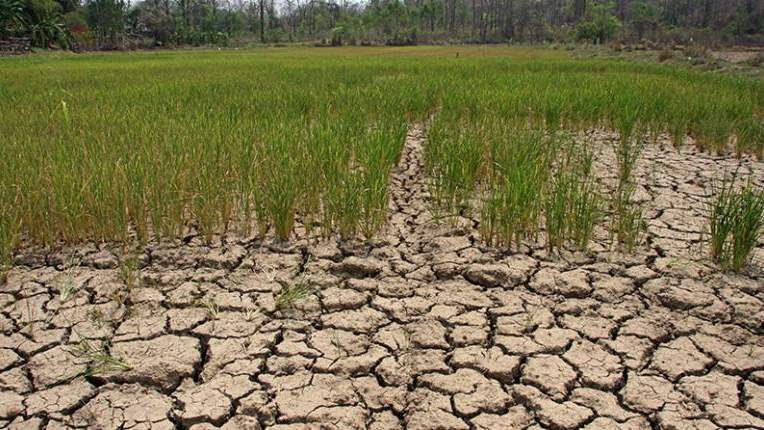 झारखंड में लगातार तीसरे साल सूखे जैसे हालात, धान की खेती वाले 86% खेत पड़े बंजर