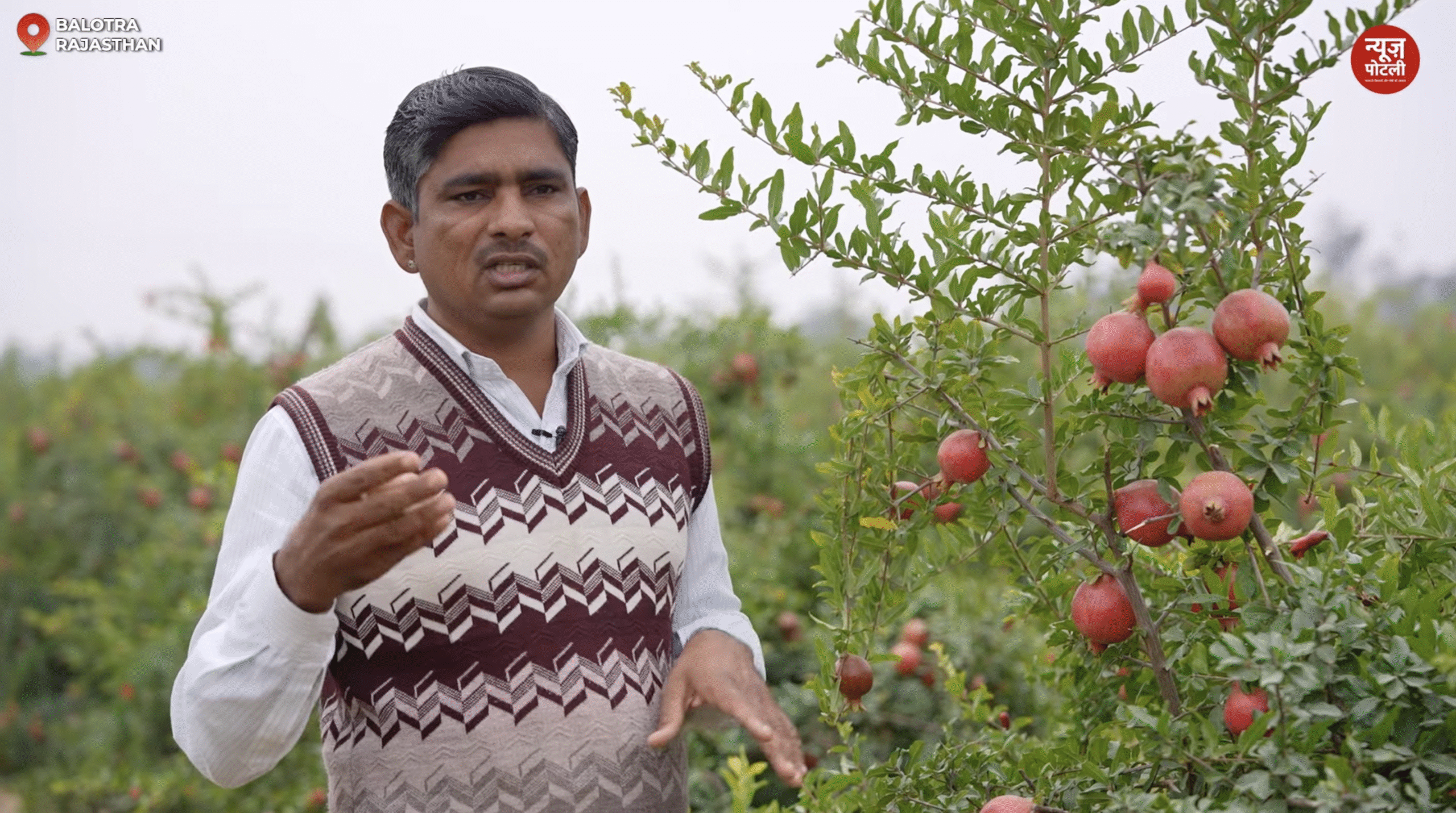 ड्रिप इरिगेशन और टिशू कल्चर का कमाल, प्रीमियम रेट पर बिक रहा राजस्थान का अनार