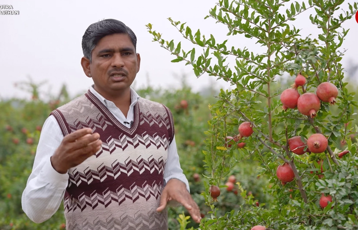 ड्रिप इरिगेशन और टिशू कल्चर का कमाल, प्रीमियम रेट पर बिक रहा राजस्थान का अनार
