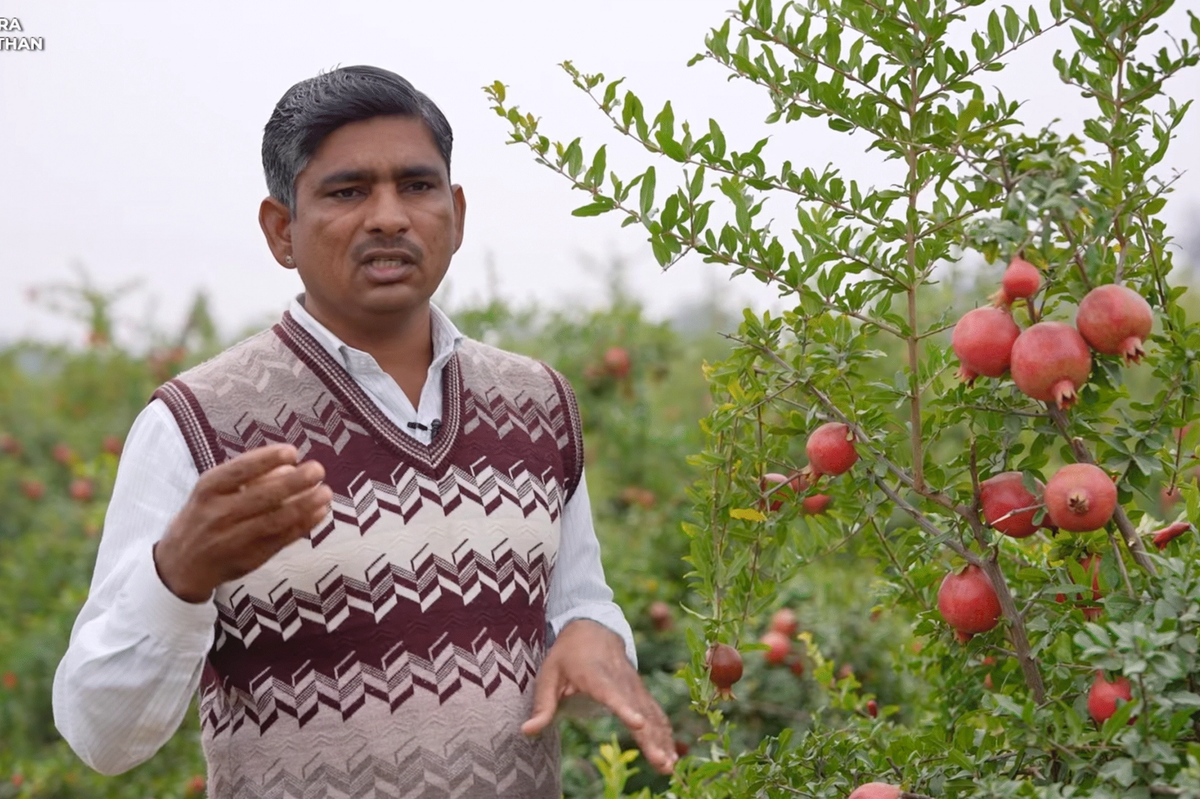 ड्रिप इरिगेशन और टिशू कल्चर का कमाल, प्रीमियम रेट पर बिक रहा राजस्थान का अनार