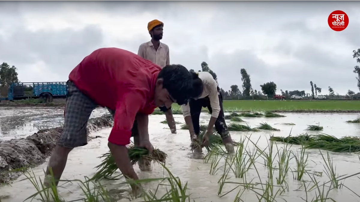 धान की जगह इन फसलों की खेती से जलवायु परिवर्तन के खिलाफ लड़ाई आसान होगी: अध्ययन